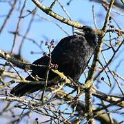 Carrion Crow