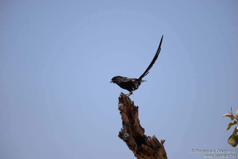 Magpie Shrike male