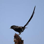 Magpie Shrike