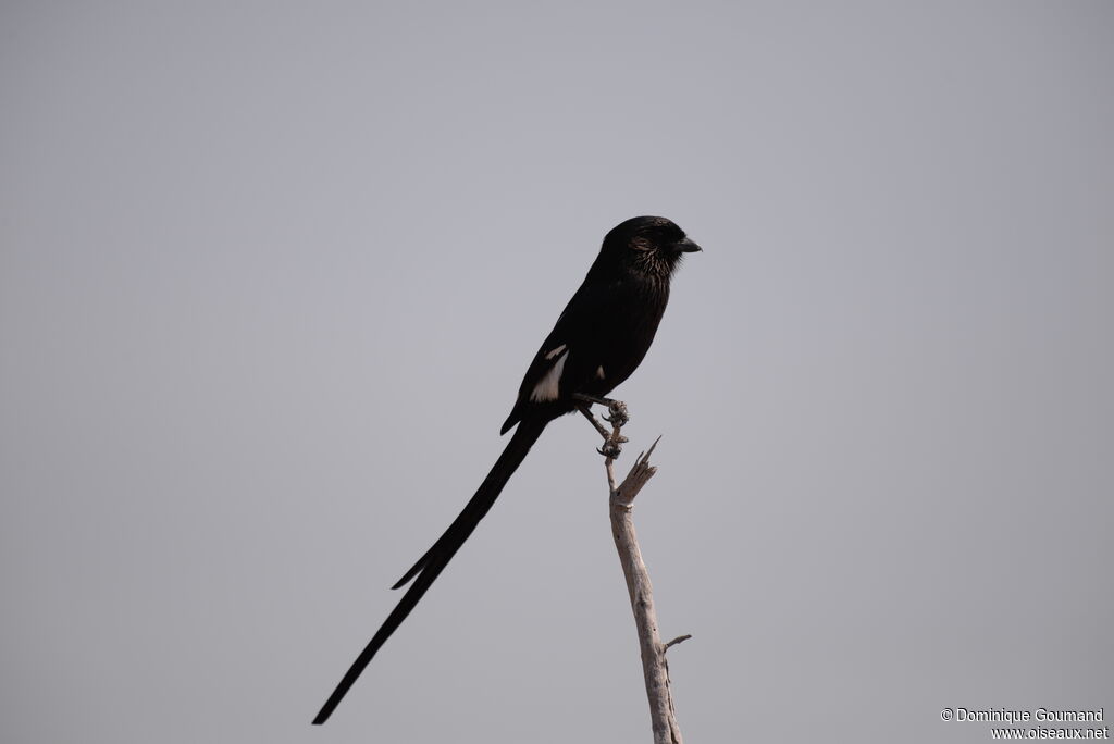 Magpie Shrike