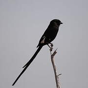 Magpie Shrike