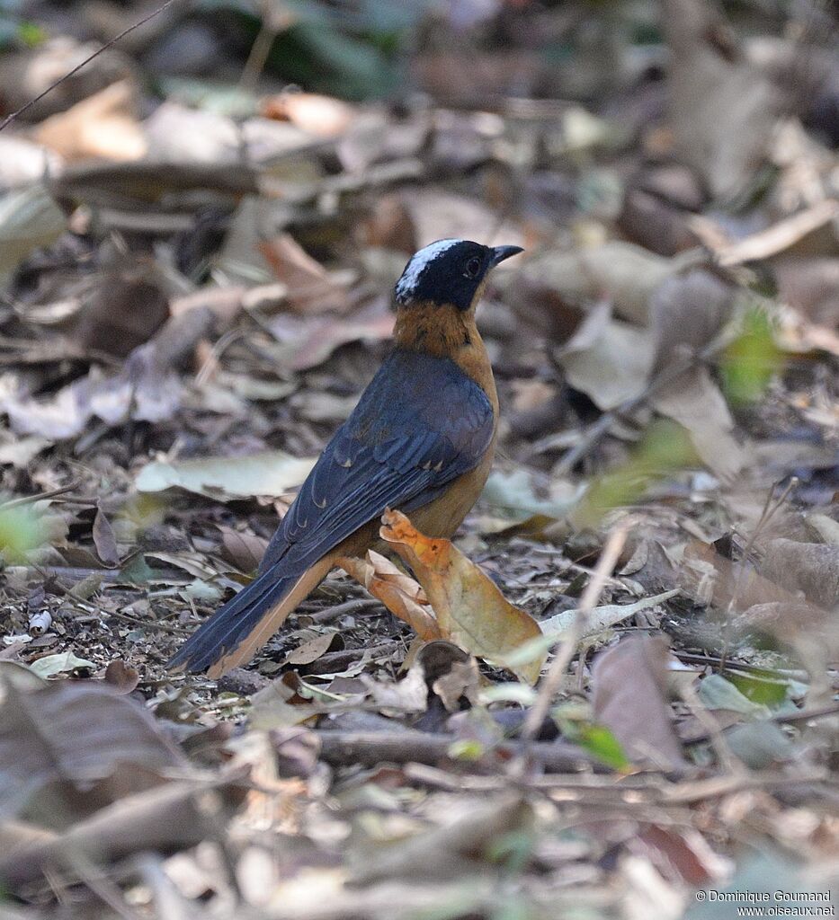 Snowy-crowned Robin-Chatadult