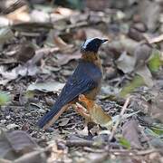 Snowy-crowned Robin-Chat