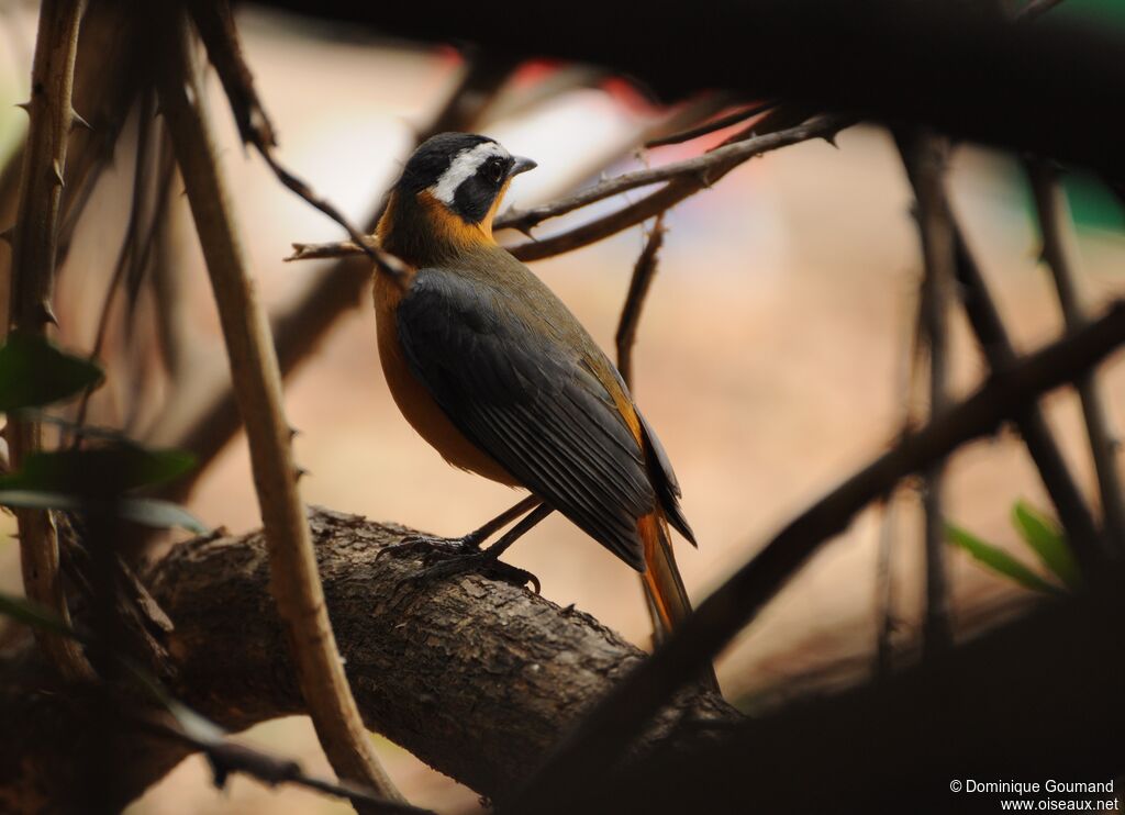 White-browed Robin-Chat