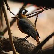 White-browed Robin-Chat