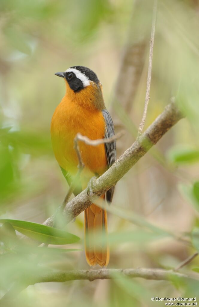 White-browed Robin-Chat