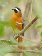 White-browed Robin-Chat