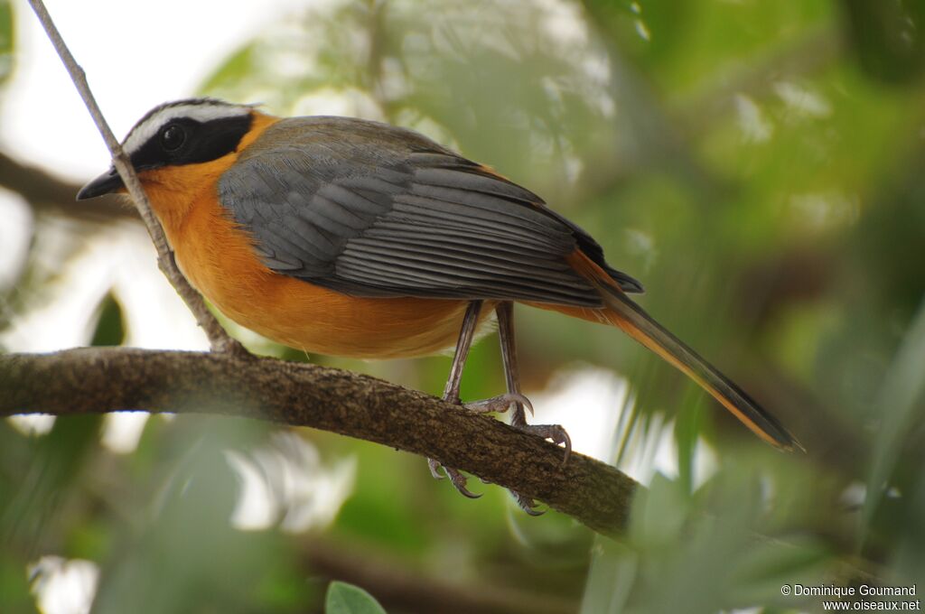 White-browed Robin-Chat