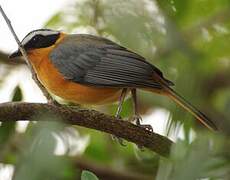 White-browed Robin-Chat