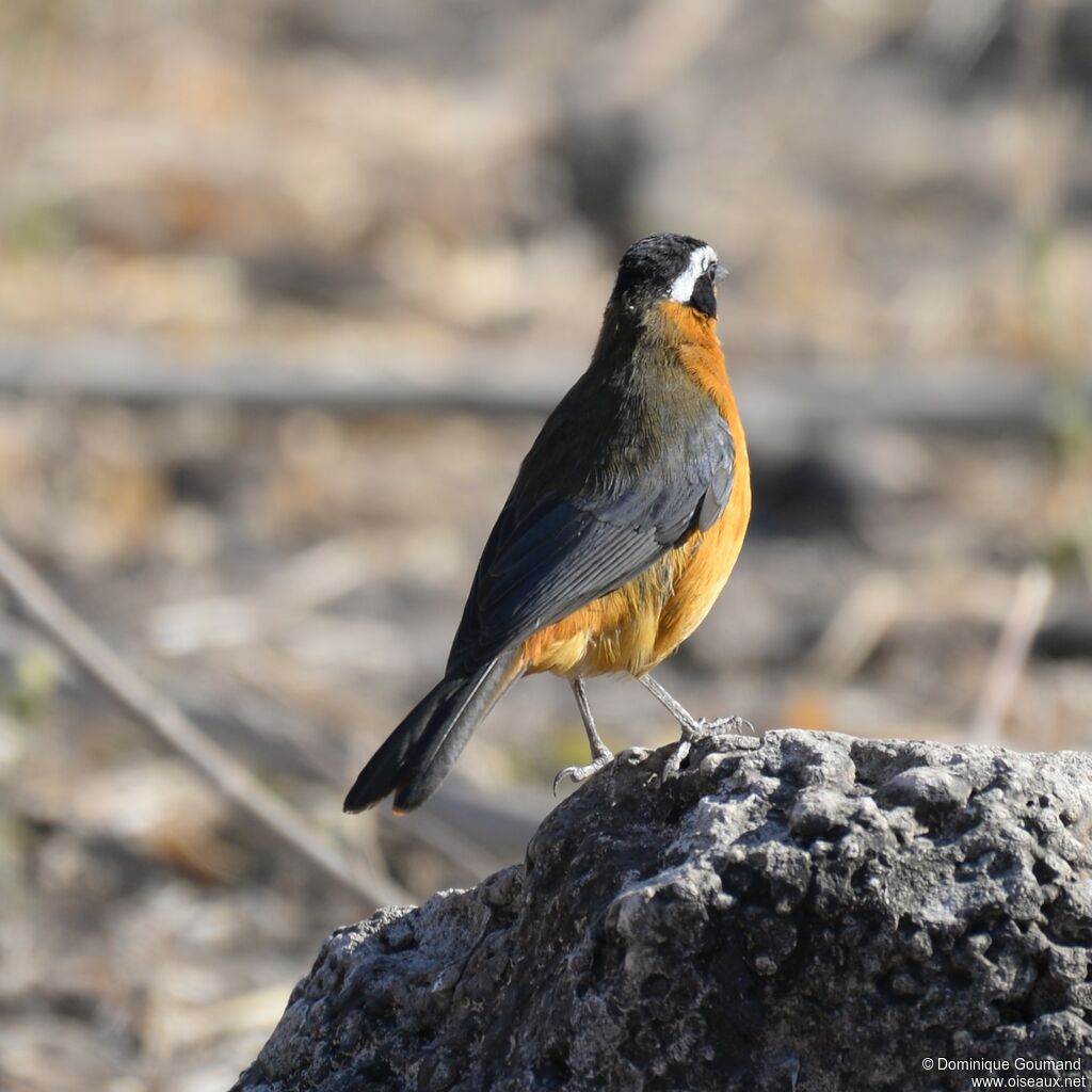 White-browed Robin-Chat