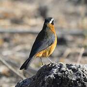 White-browed Robin-Chat