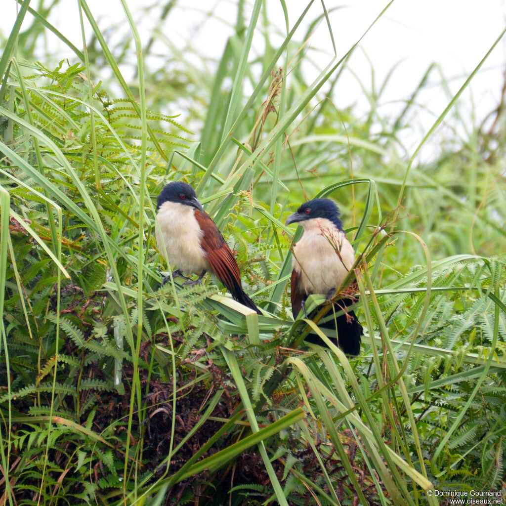 Blue-headed Coucaladult