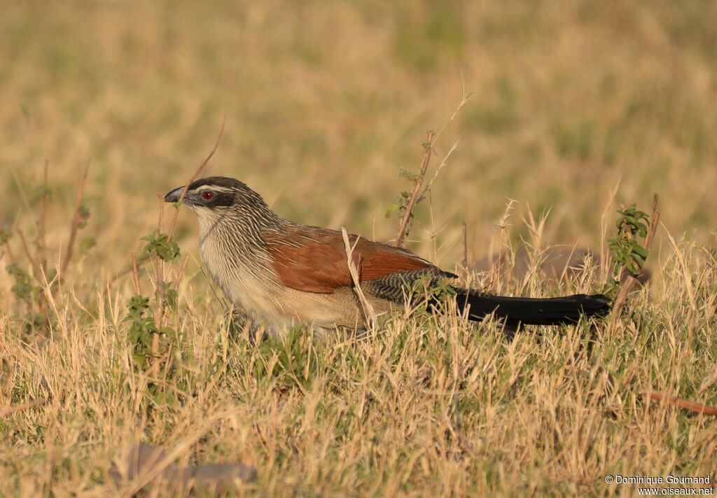 White-browed Coucal