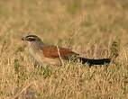 Coucal à sourcils blancs