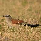 Coucal à sourcils blancs