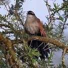 Coucal à sourcils blancs