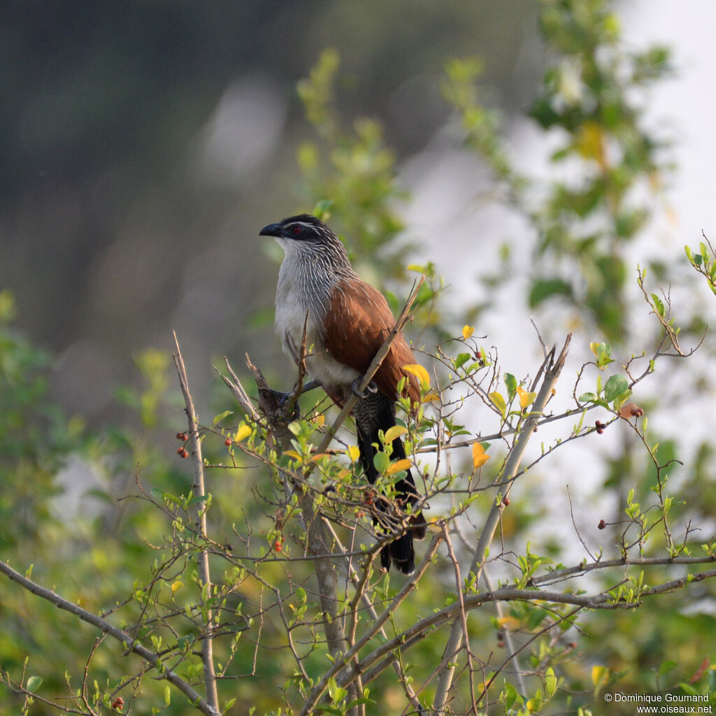 White-browed Coucaladult, identification