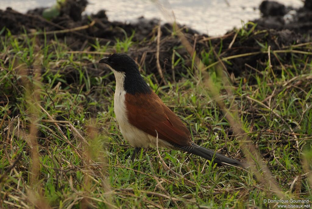 Coucal de Burchell