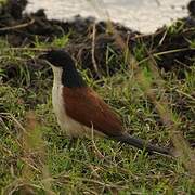 Coucal de Burchell