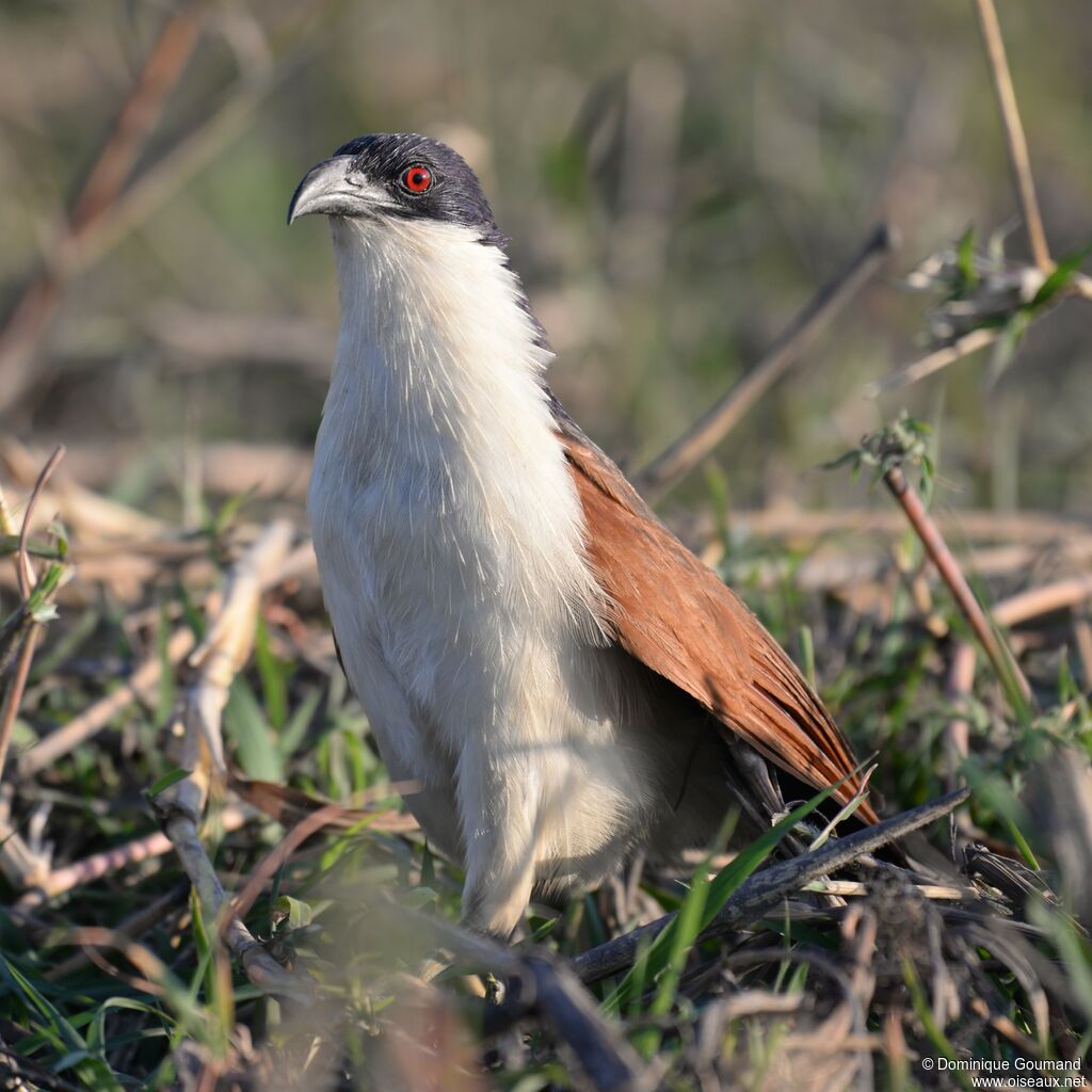 Coucal des papyrus