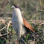 Coucal des papyrus