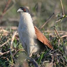 Coucal des papyrus