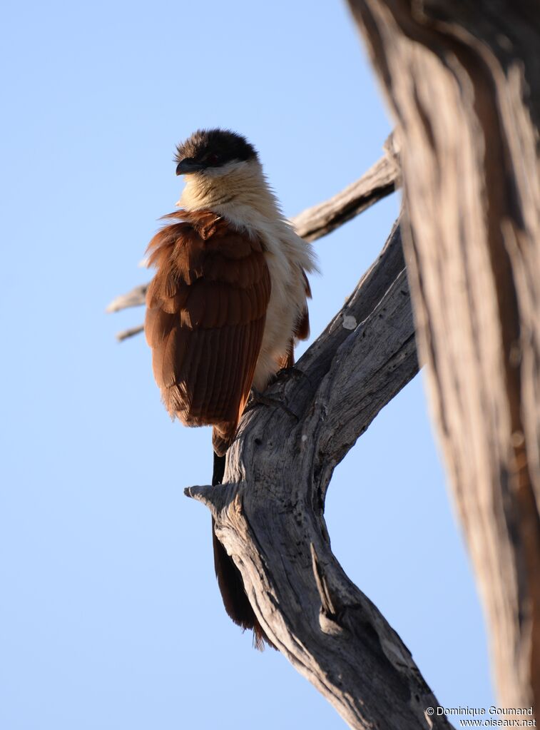 Senegal Coucal