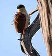 Coucal du Sénégal