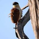 Coucal du Sénégal