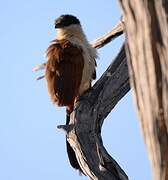 Coucal du Sénégal