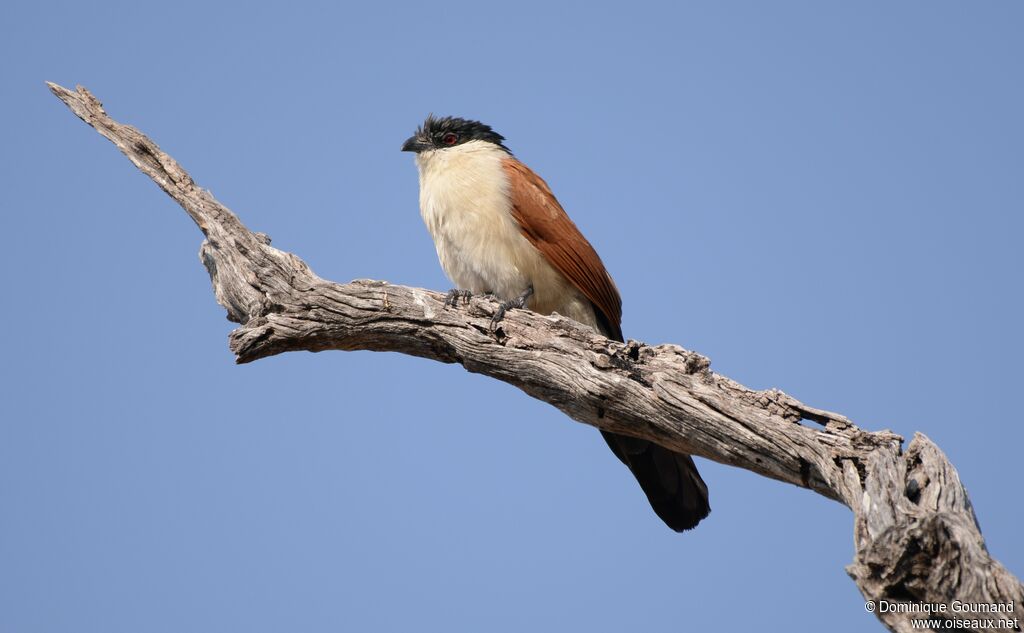 Coucal du Sénégal