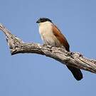 Coucal du Sénégal