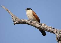 Coucal du Sénégal