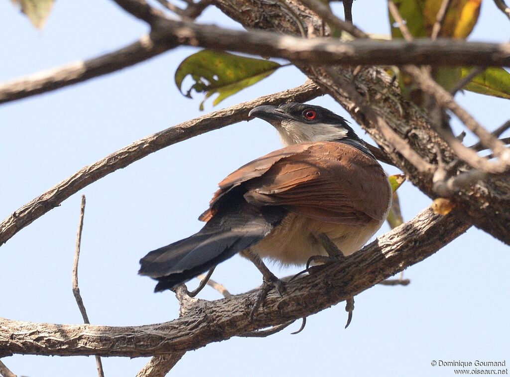 Coucal du Sénégaladulte