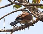 Coucal du Sénégal