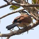 Coucal du Sénégal