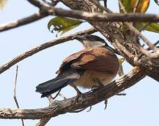 Senegal Coucal