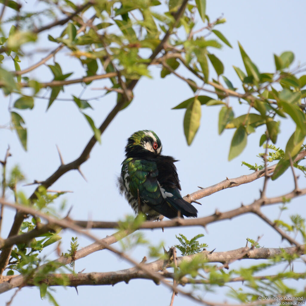 Diederik Cuckooadult, identification