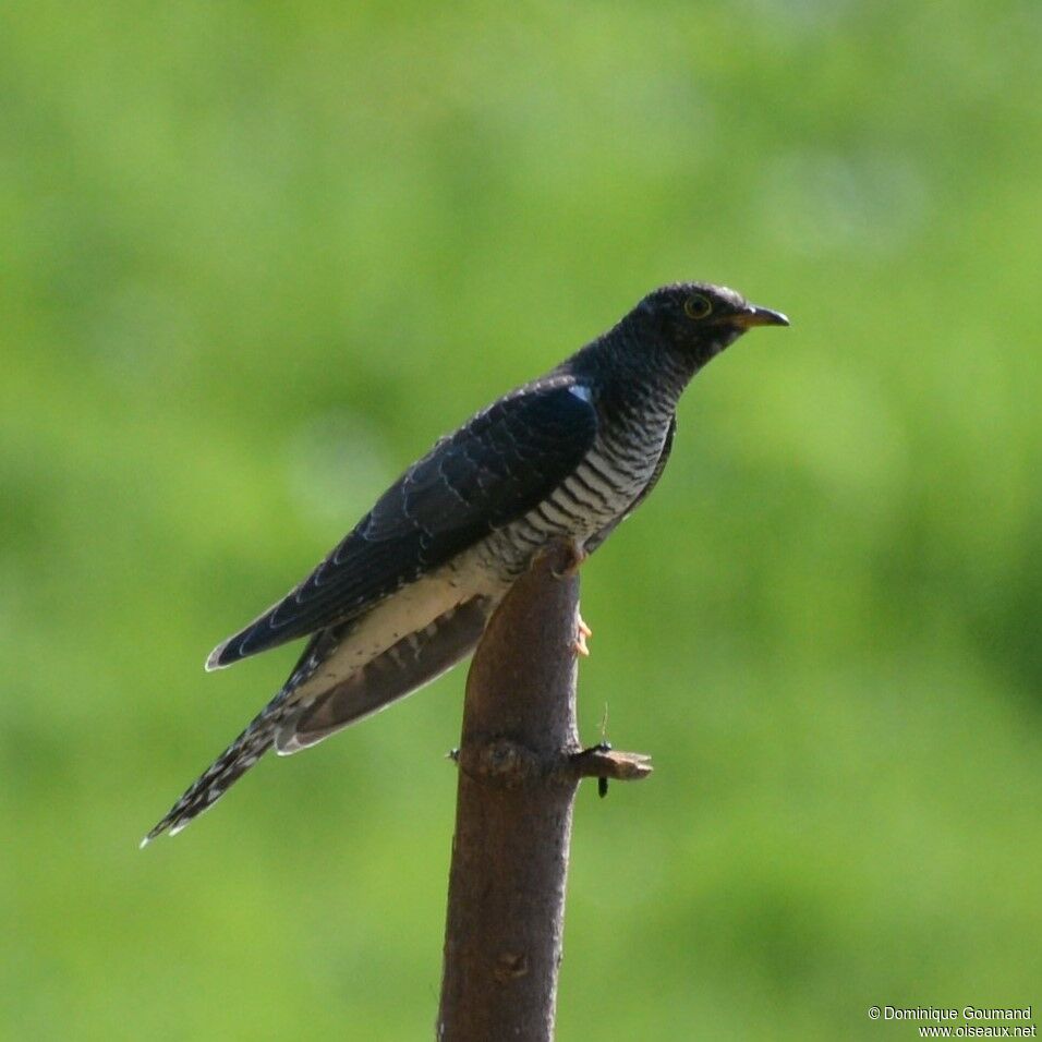 Common CuckooFirst year