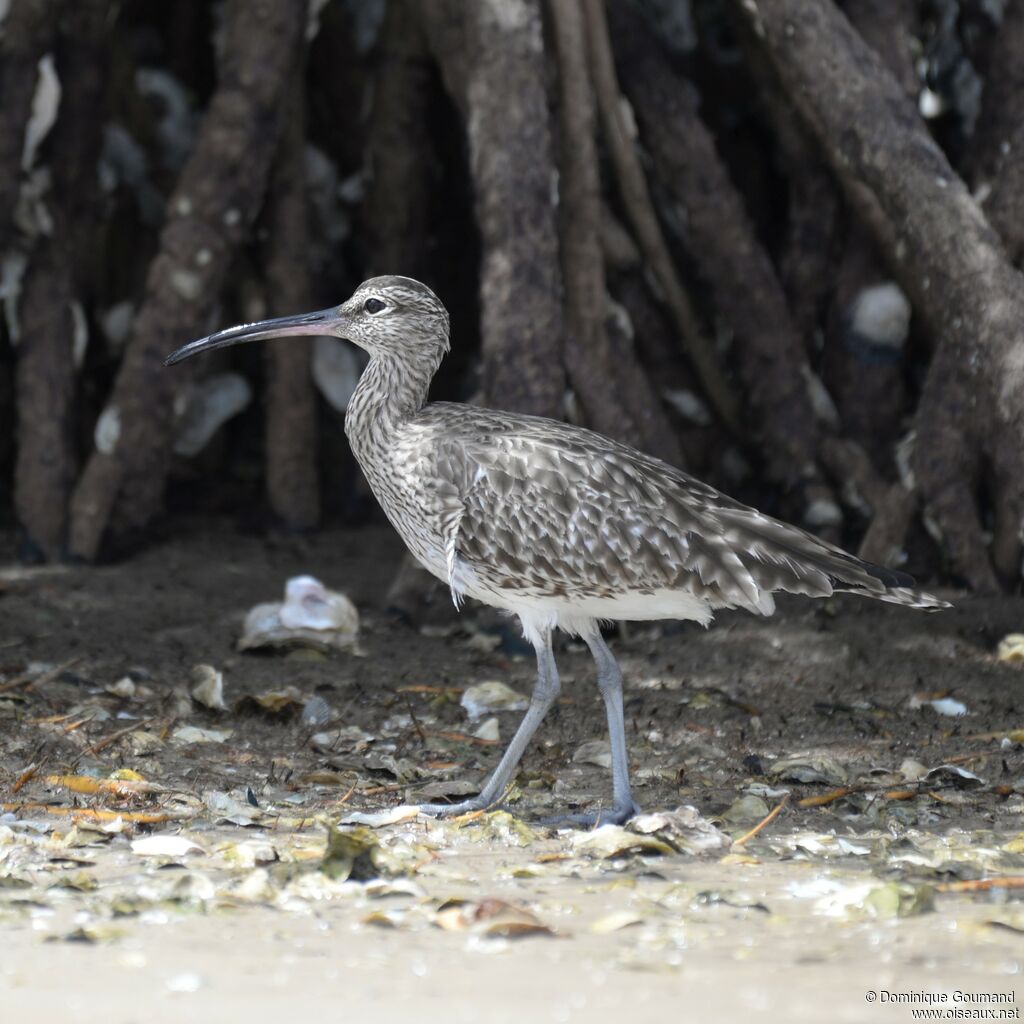 Whimbrel