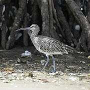 Eurasian Whimbrel