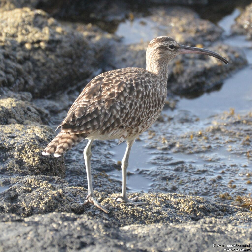 Eurasian Whimbreladult