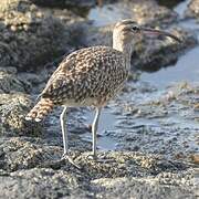 Eurasian Whimbrel