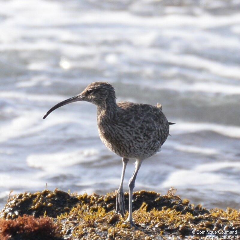 Eurasian Whimbreladult