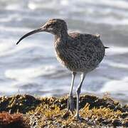 Eurasian Whimbrel