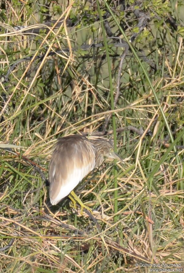 Squacco Heron