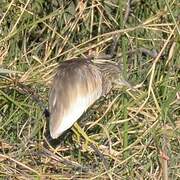 Squacco Heron