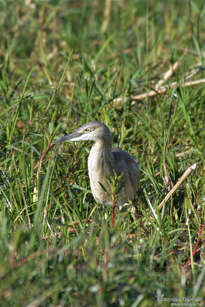 Crabier chevelu