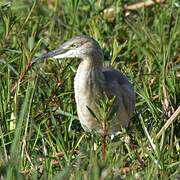 Squacco Heron