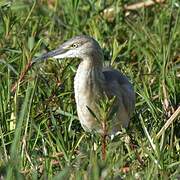 Squacco Heron